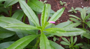 ginseng v kulinariki